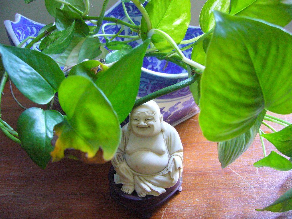 Money Plant Wallpapers Top Free Money Plant Backgrounds WallpaperAccess