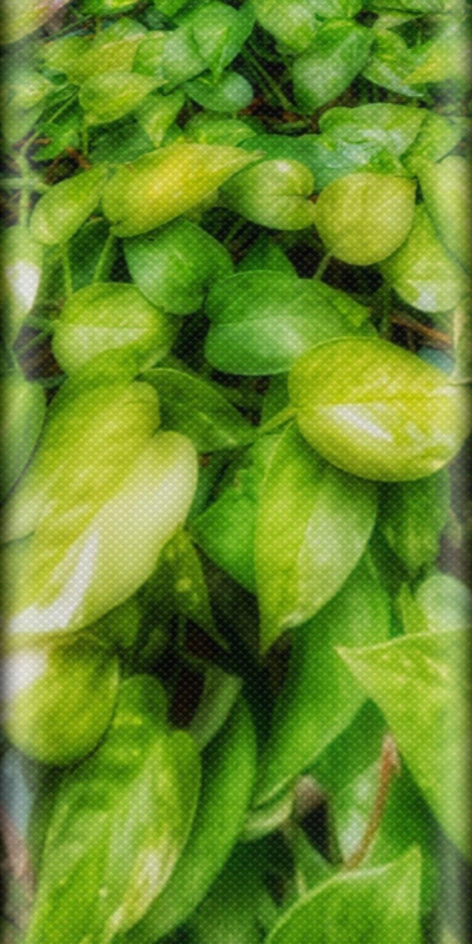 960x1920 Money Plant Image HD