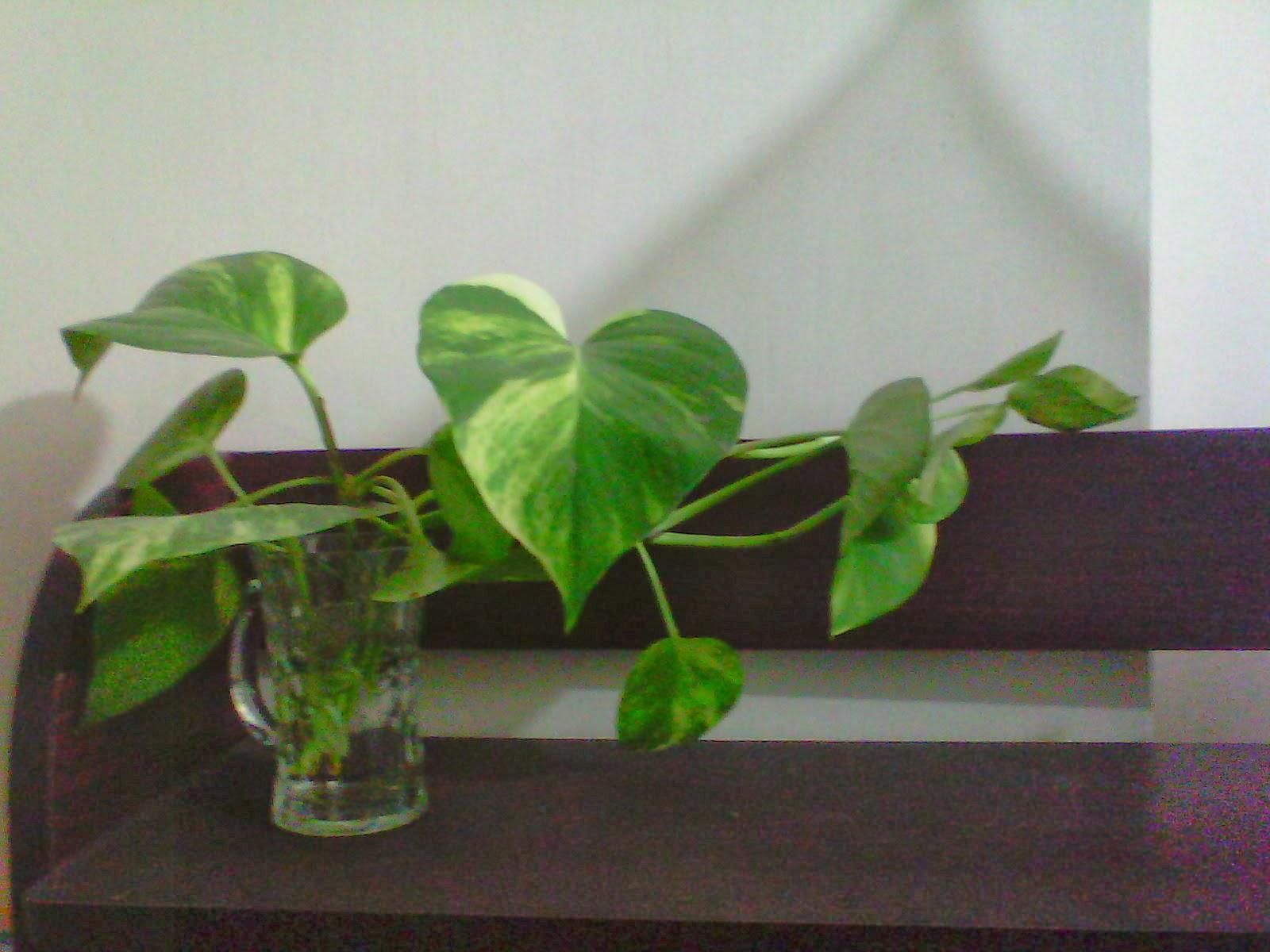 1600x1200 Money Plant Tree With Glass Tub Plant In Bangladesh, HD