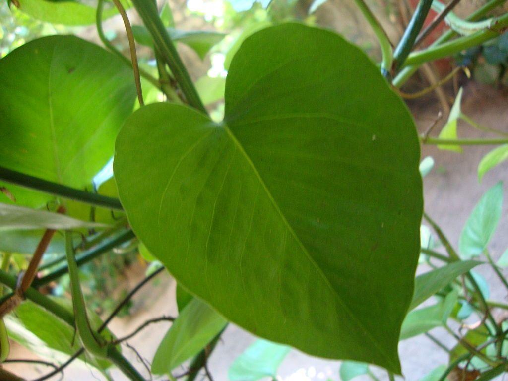 1024x768 File Types Of Money Plant