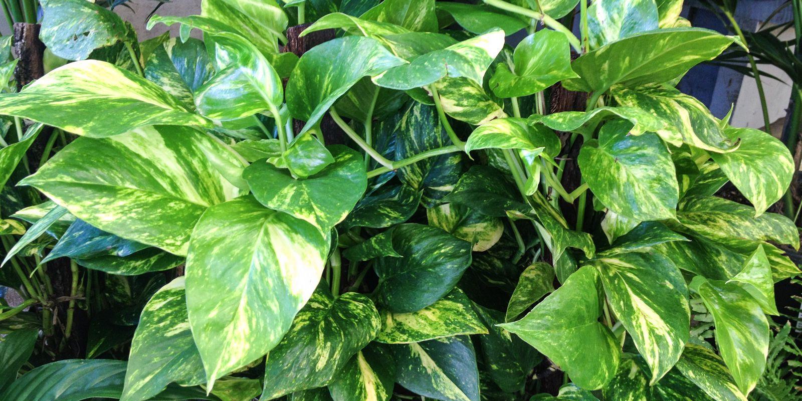 1600x800 Money Plant Epipremnum Pinnatum's Ivy, Download Wallpaper
