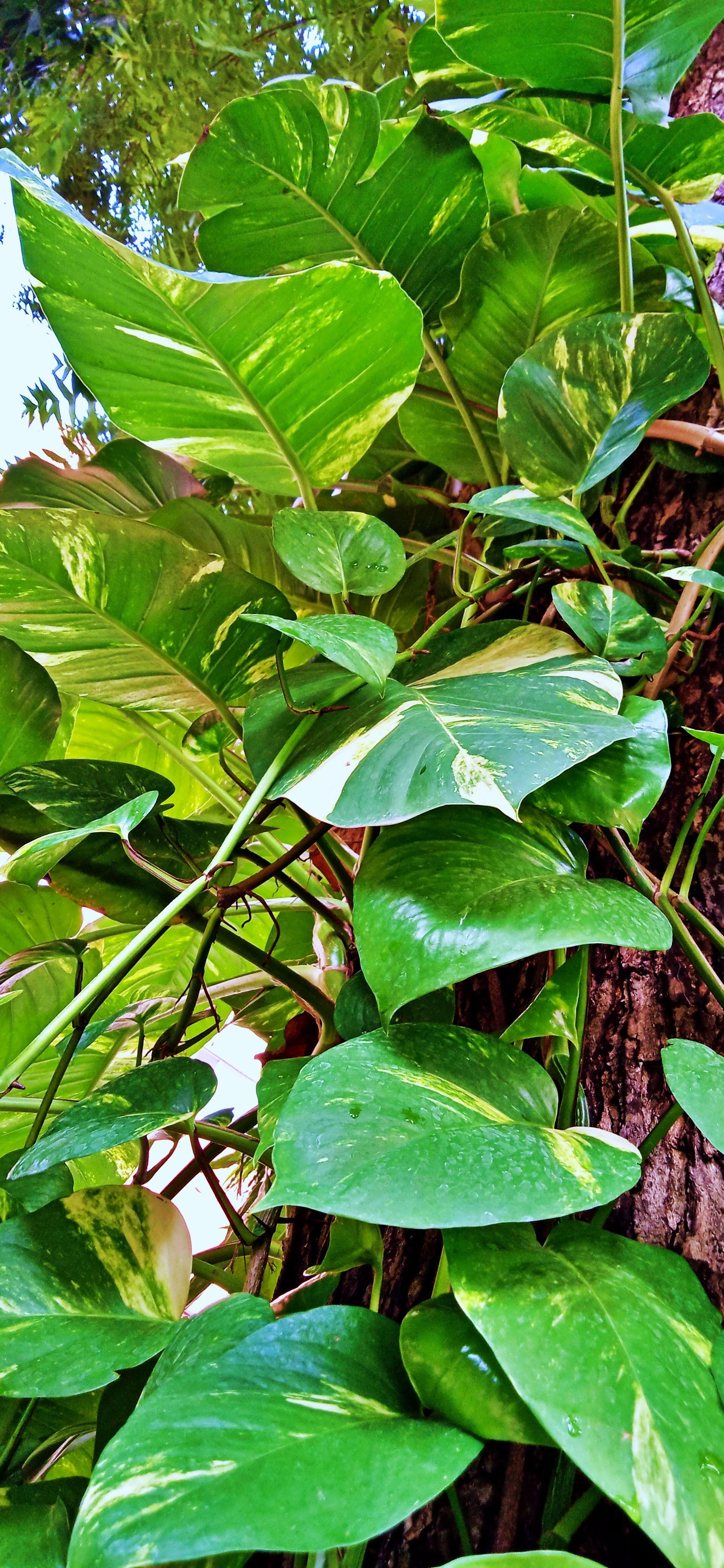 1920x4160 Money plant leaf HD Wallpaper for 16:9 portrait screen. The money