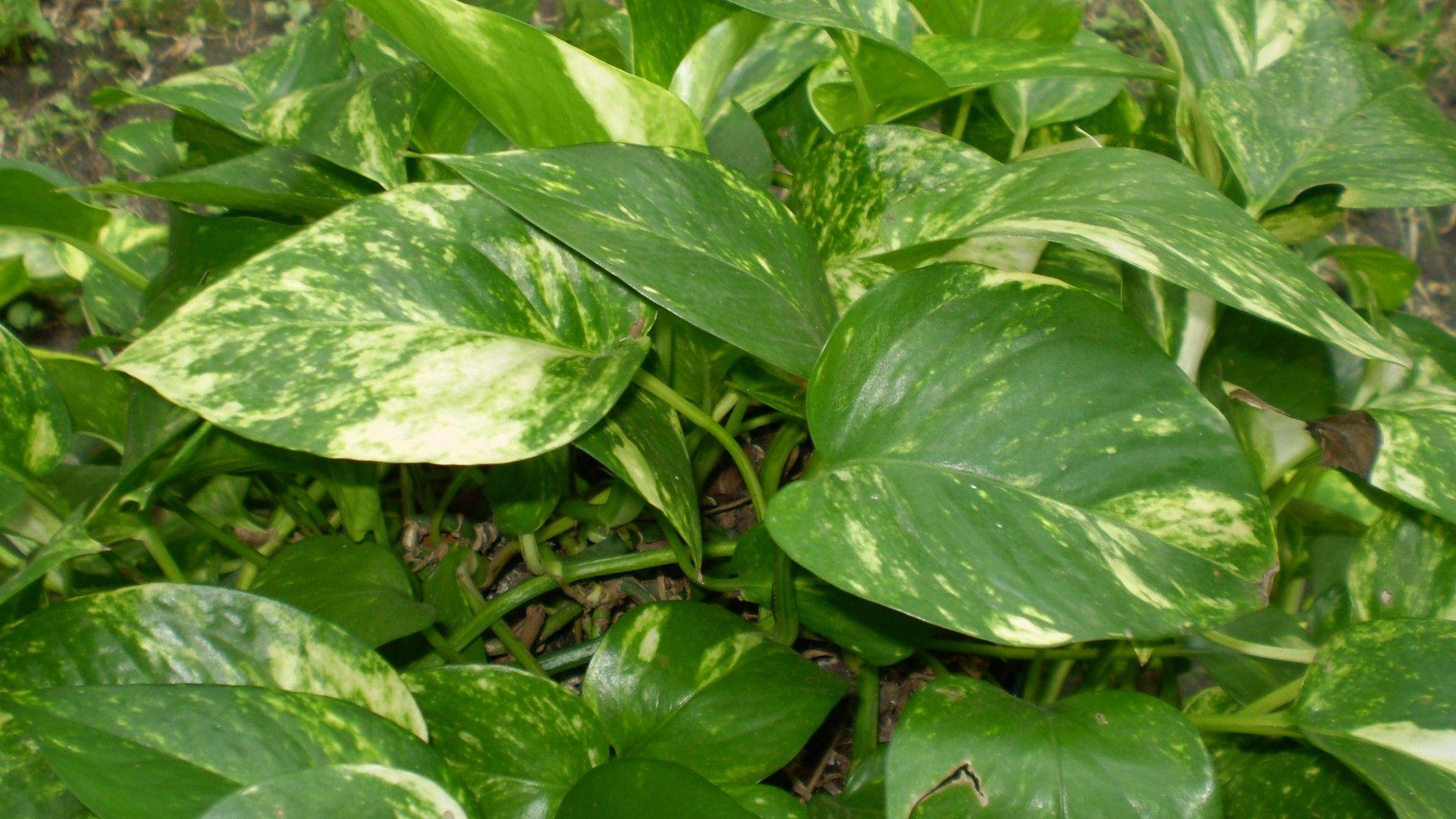 1920x1080 The money Plant attractive positive Buyenergy flow Tye