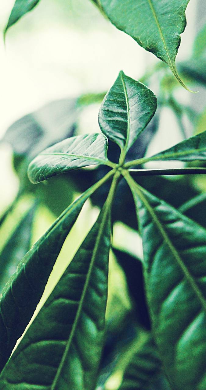 675x1280 Plant wallpaper