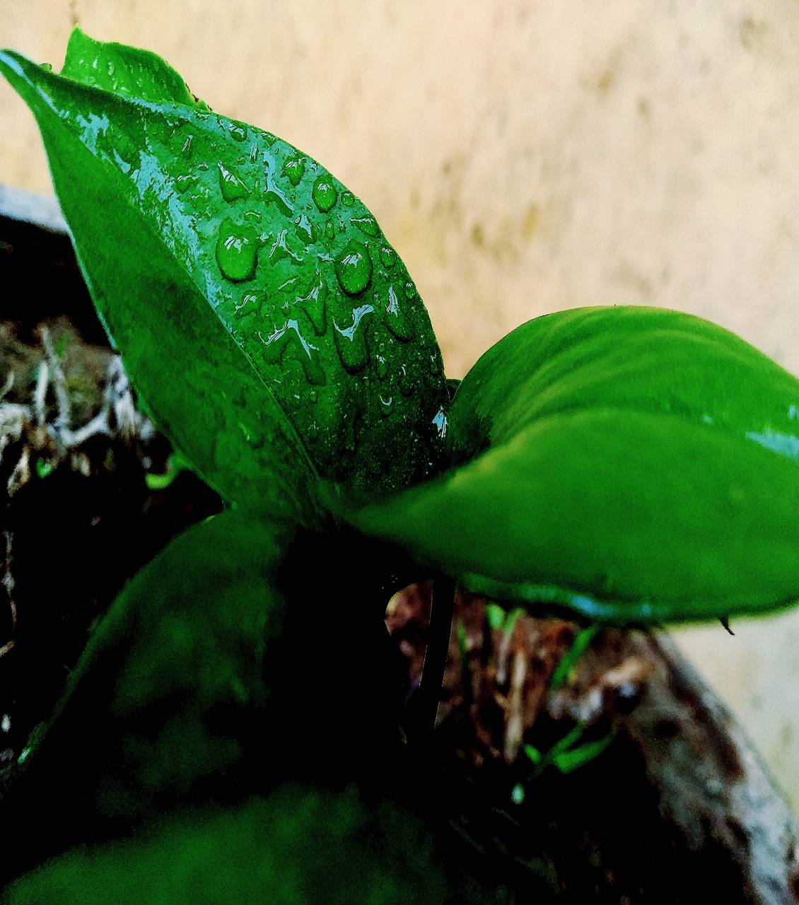1130x1280 Money plant photo wallpaper