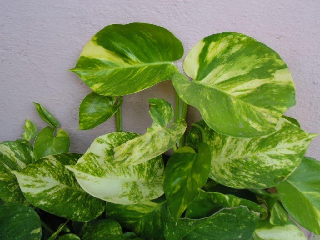 1024x768 Design Green India: Best Tips For Growing MoneyPlant Indoors