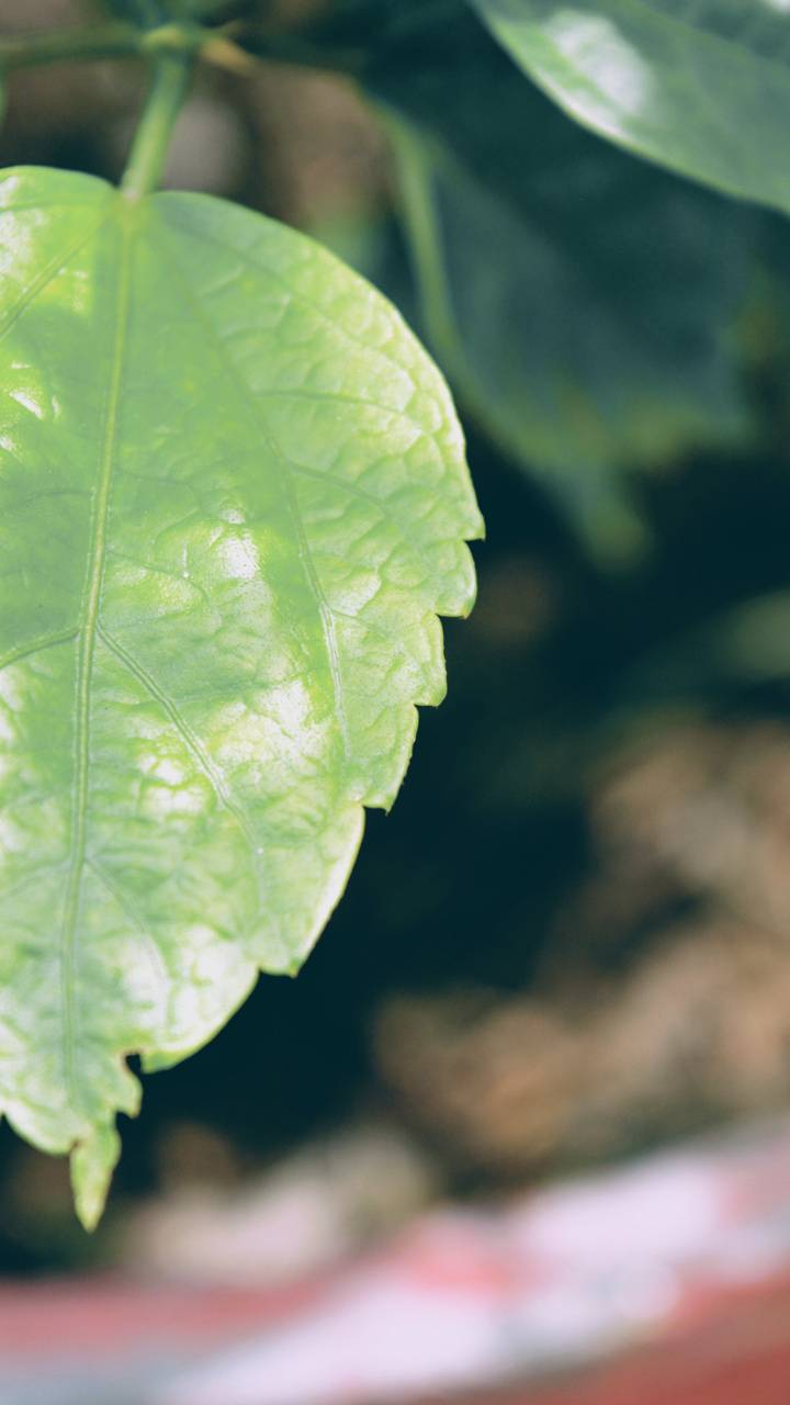 720x1280 money plant wallpaper