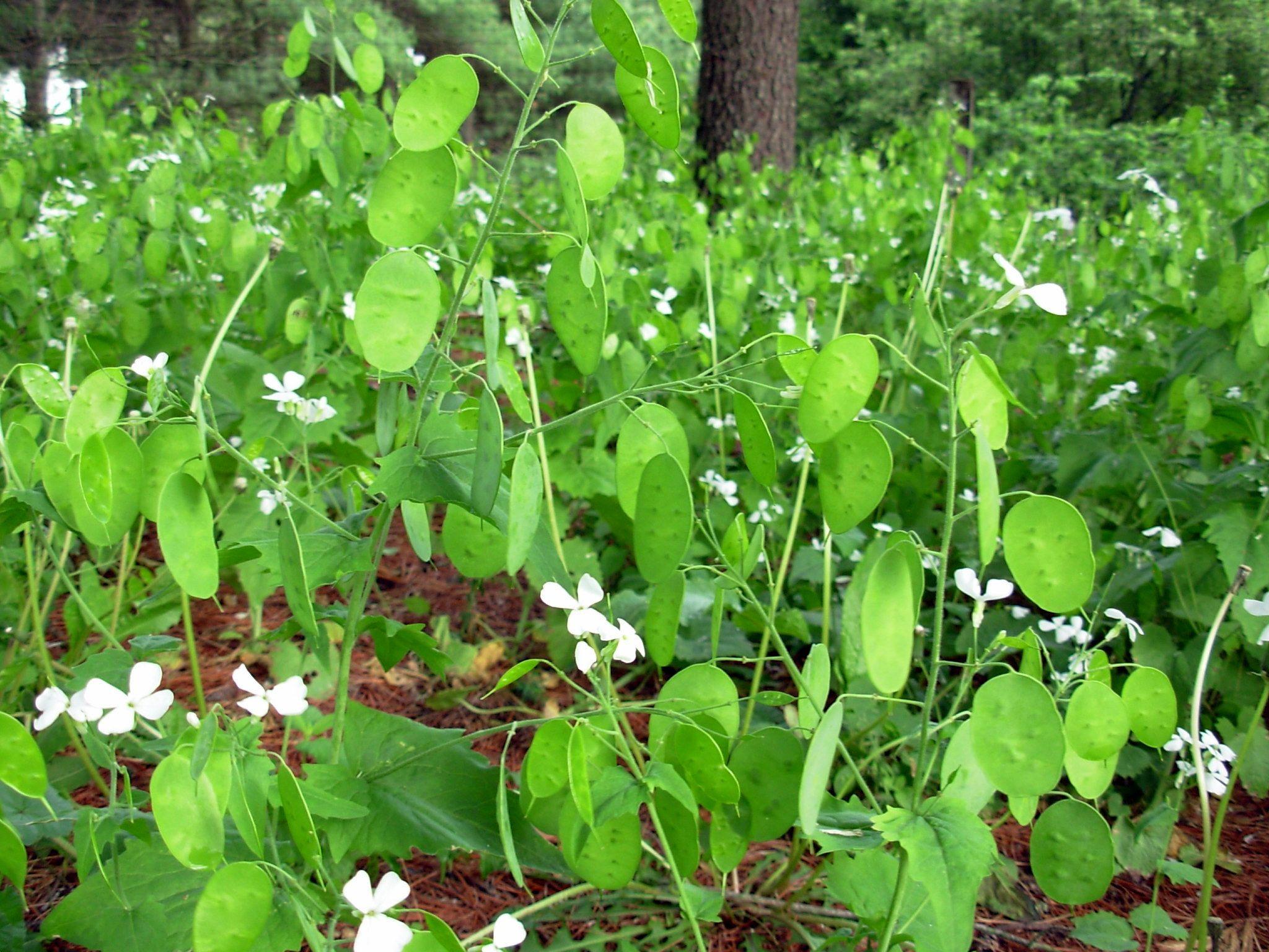 2048x1536 Dscn3100 Plant Farm Wallpaper