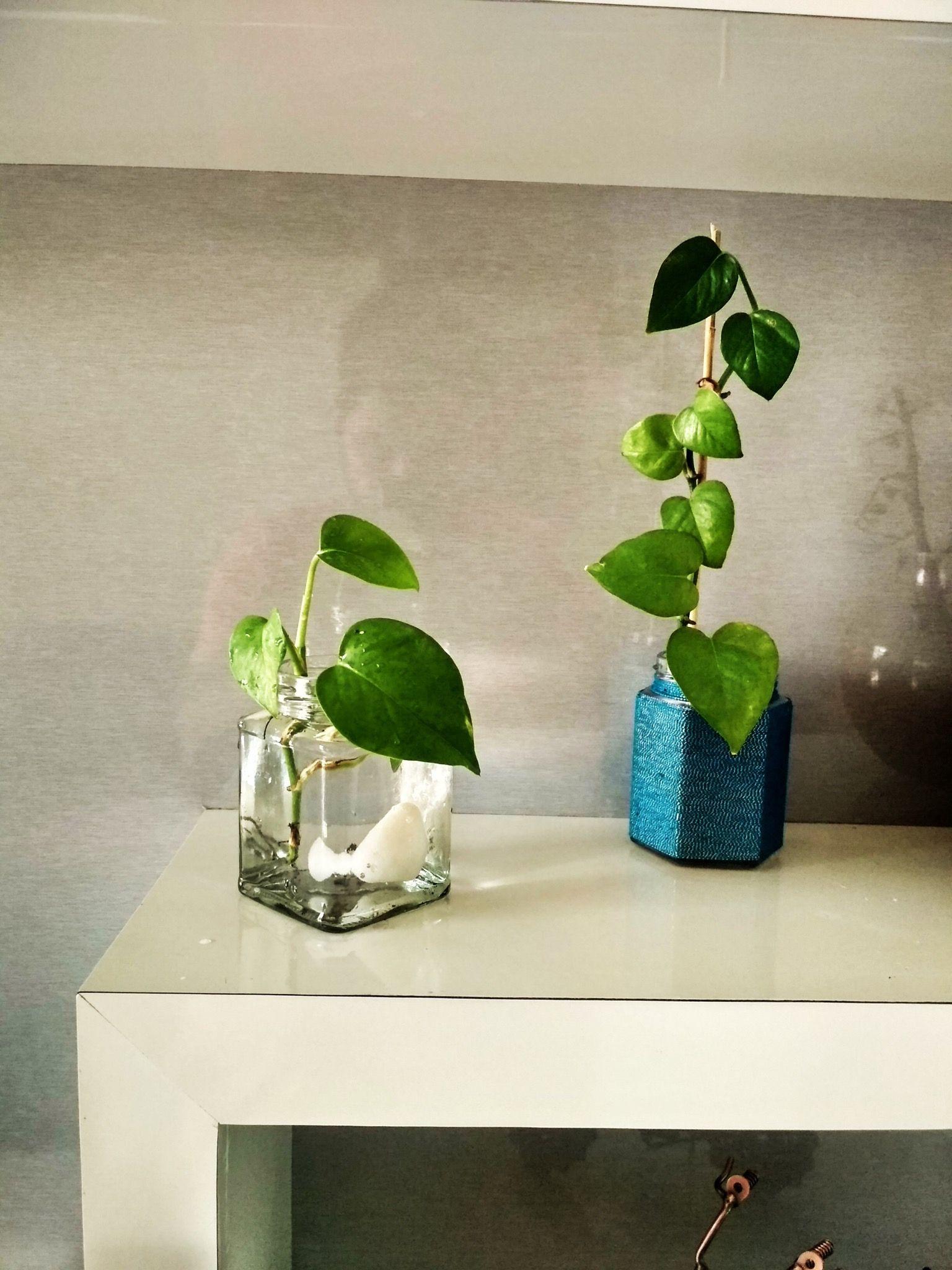 1536x2048 Money Plants for indoor and very good for decor living room
