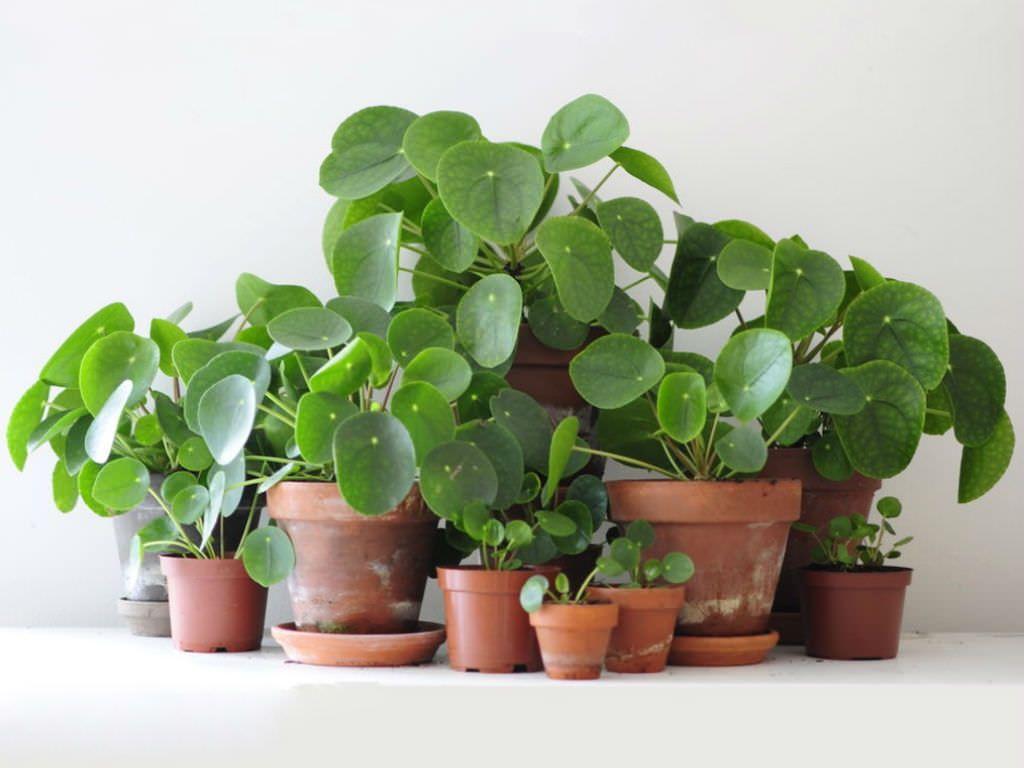 1024x768 How To Grow And Care For A Chinese Money Plant, HD