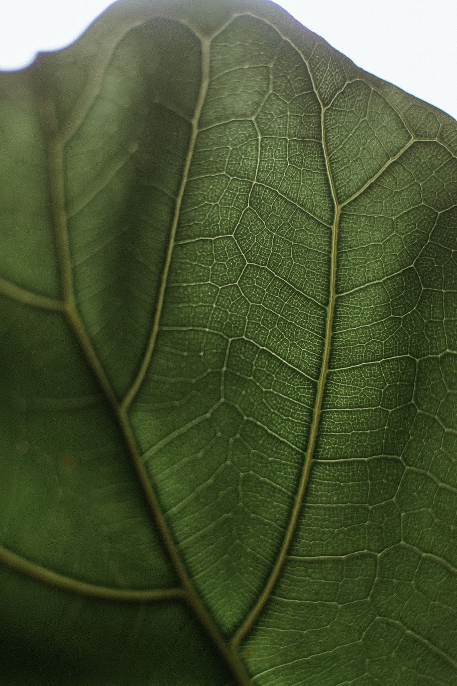 910x1365 HD wallpaper: veins, plant, leaf, tick, coin, money, medication