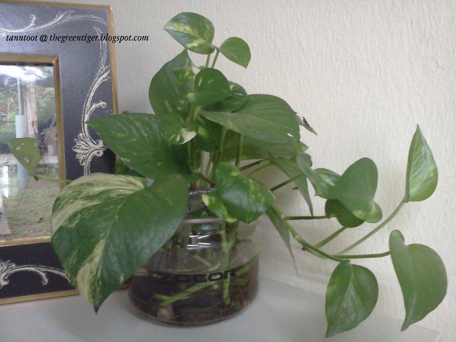 1600x1200 Epipremnum Aureum, Also Known As Golden Pothos Money
