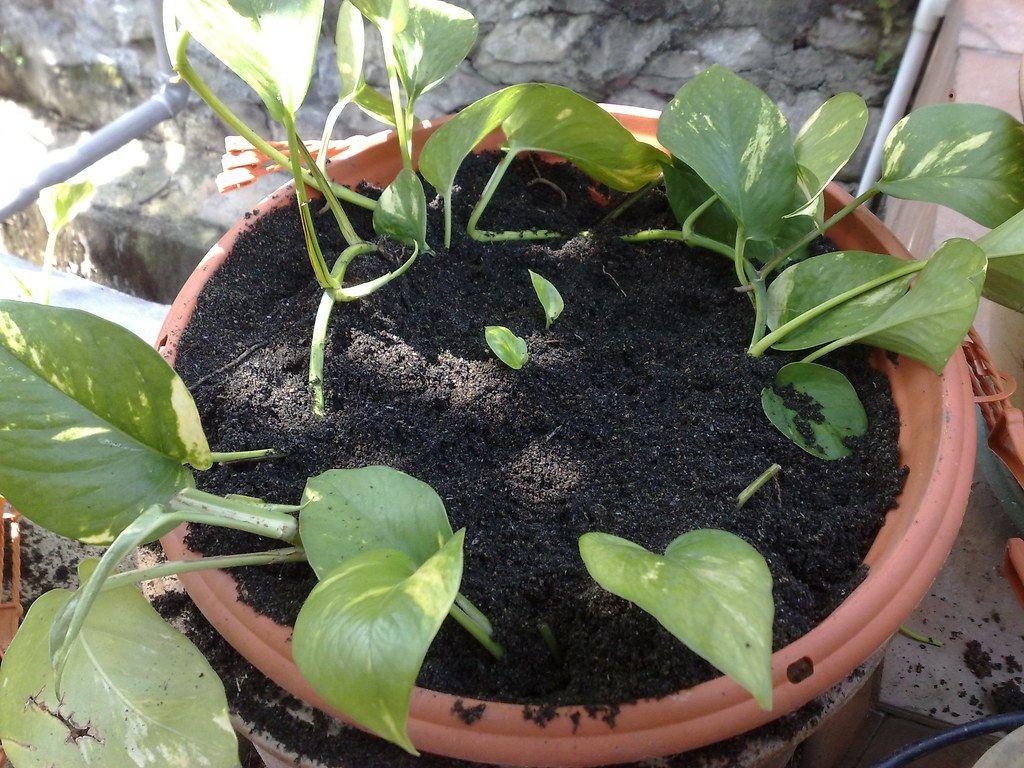 1024x768 11: Newly transplanted Money Plant. Almost all of us love f