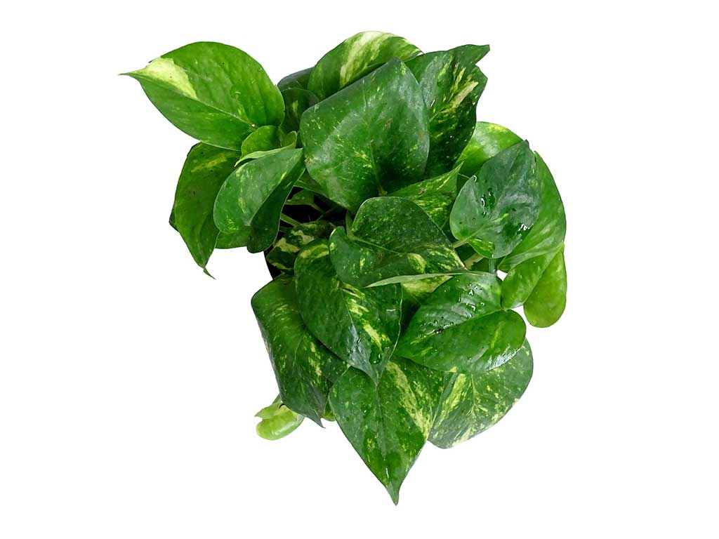 1024x768 Money Plant Green