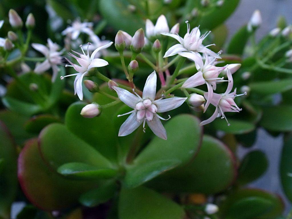 1024x768 Crassula Ovata Or Money Plant Ovata Flower