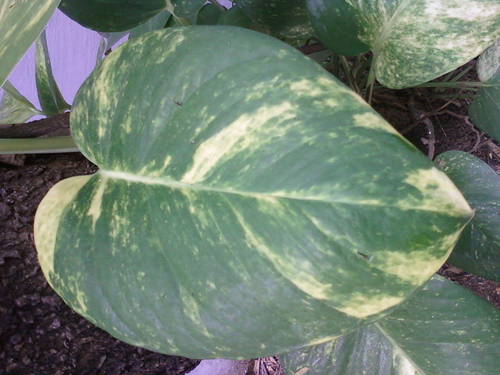 1600x1200 Epipremnum Aureum Money Plant Leaf Bhadrachalam