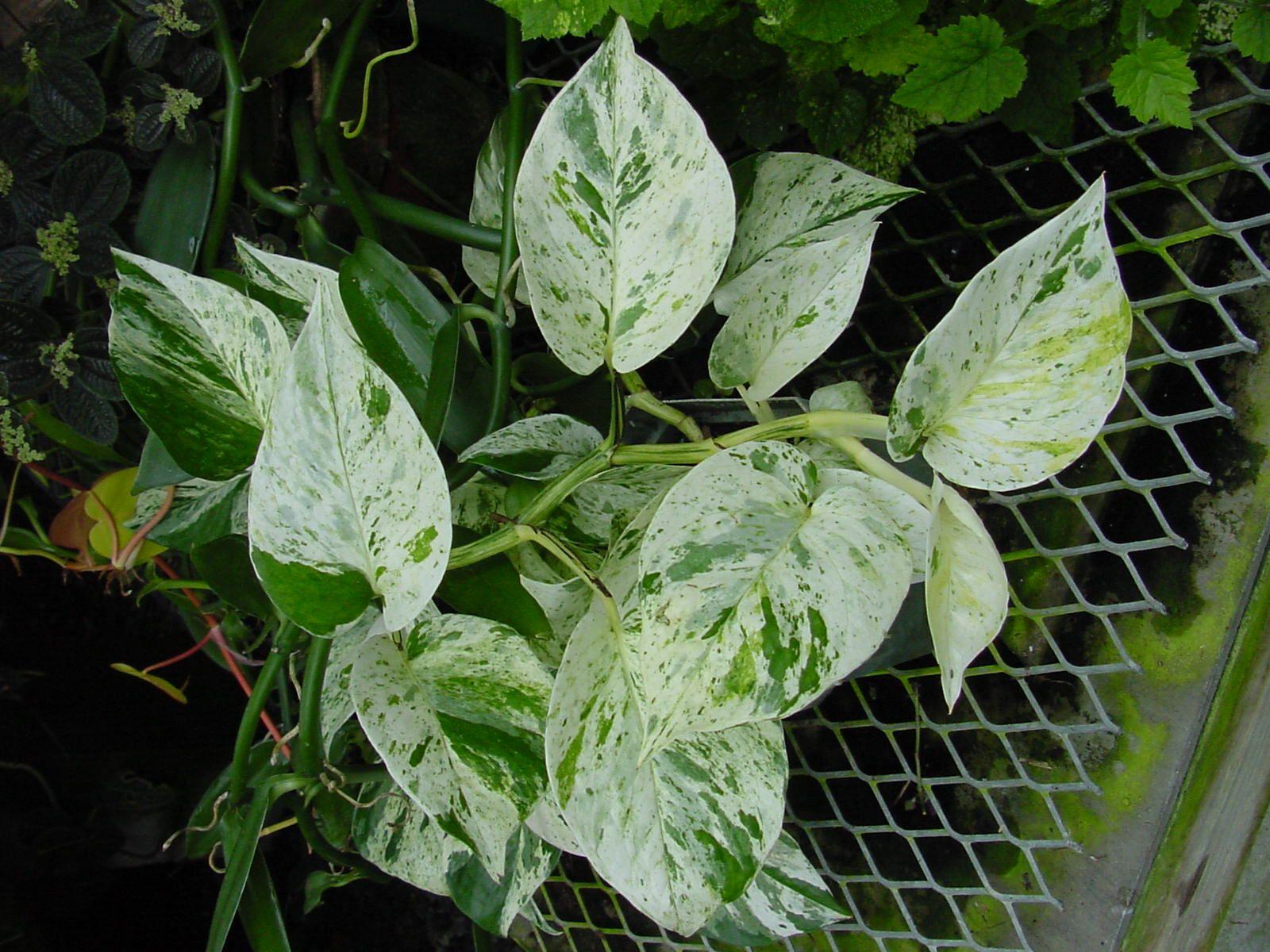 1600x1200 Different Types Of Money Plant, Download Wallpaper