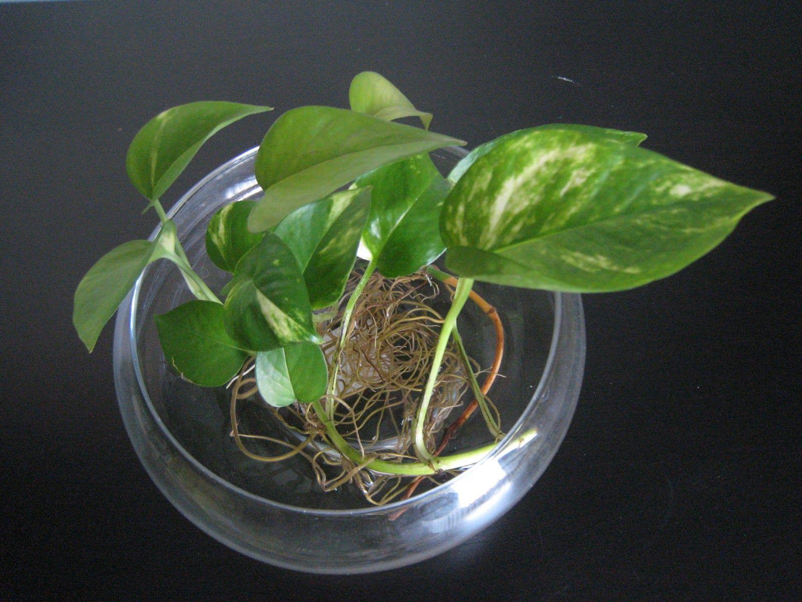 1600x1200 My Cooking Journal.: DIY: Money Plant Decor!