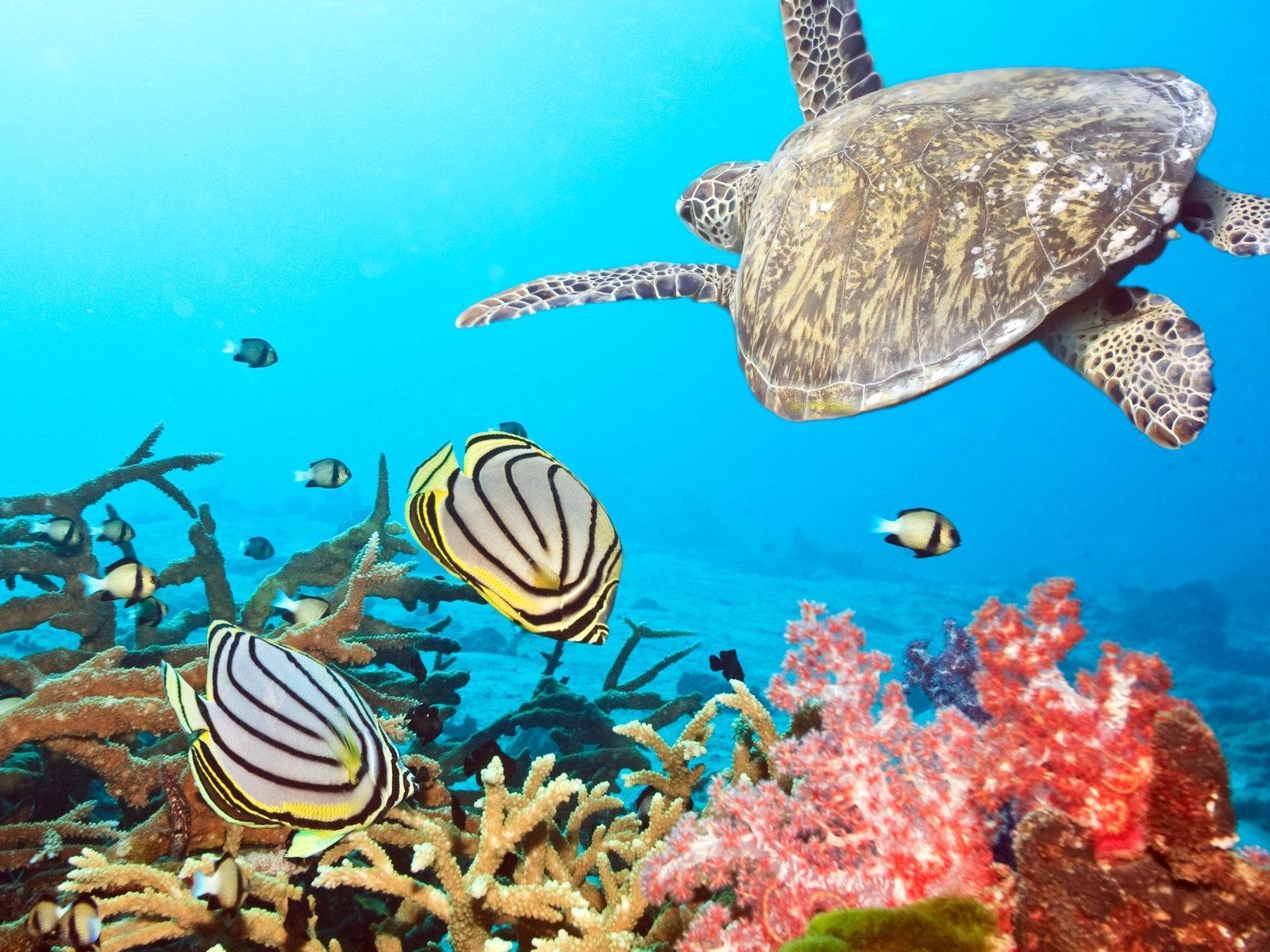 1600x1200 Sea Life Wallpaper For Deskx1200 px