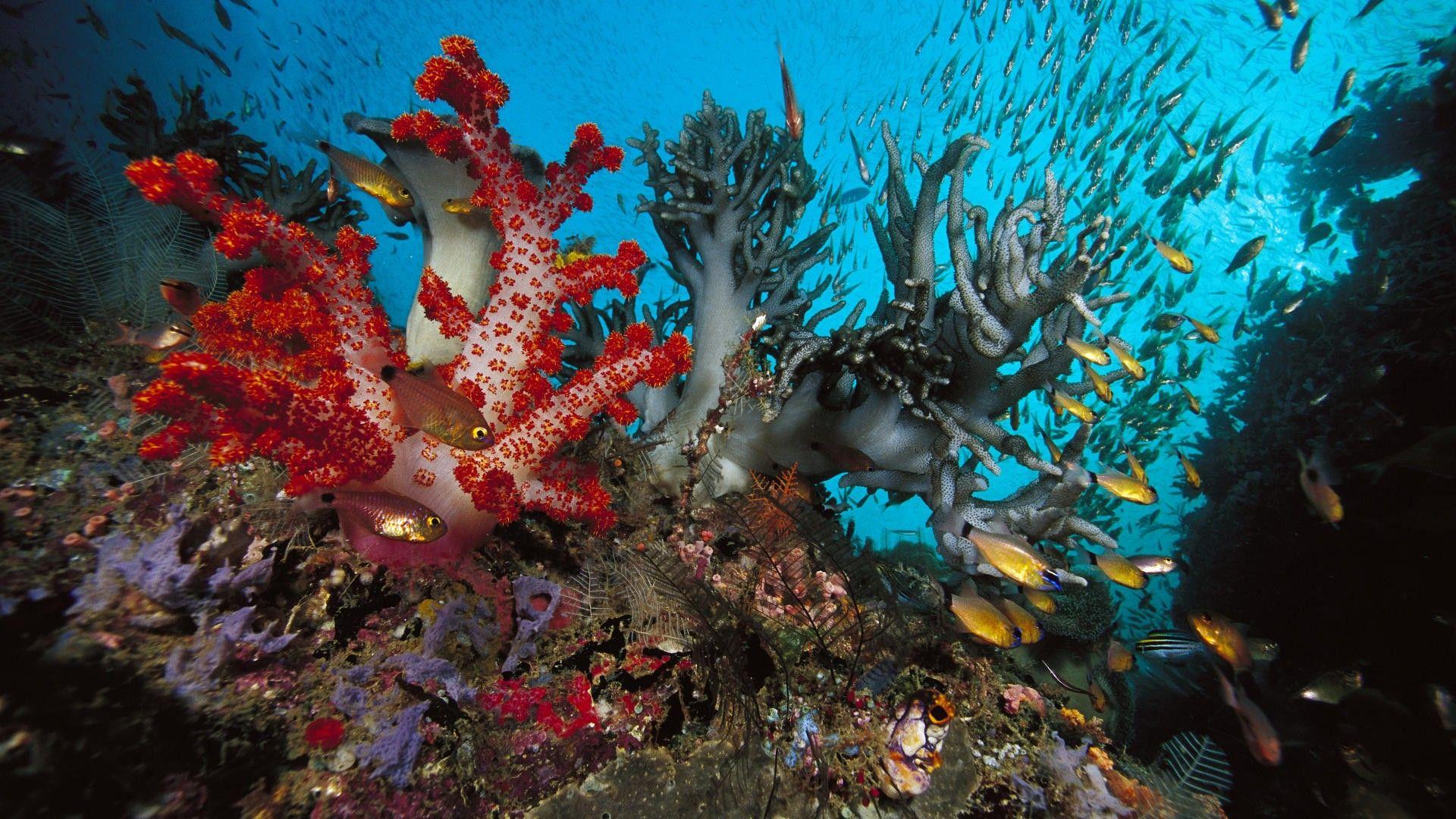 1920x1080 Sea Life Wallpaper