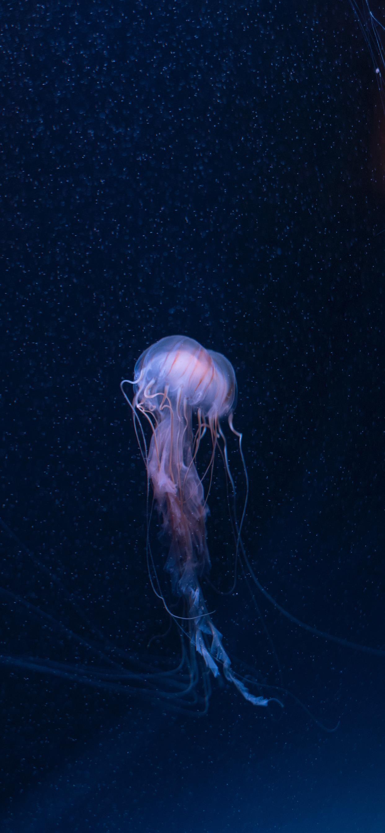 1242x2688 SEA LIFE Brighton Sussex United Kingdom iPhone X Wallpaper Free