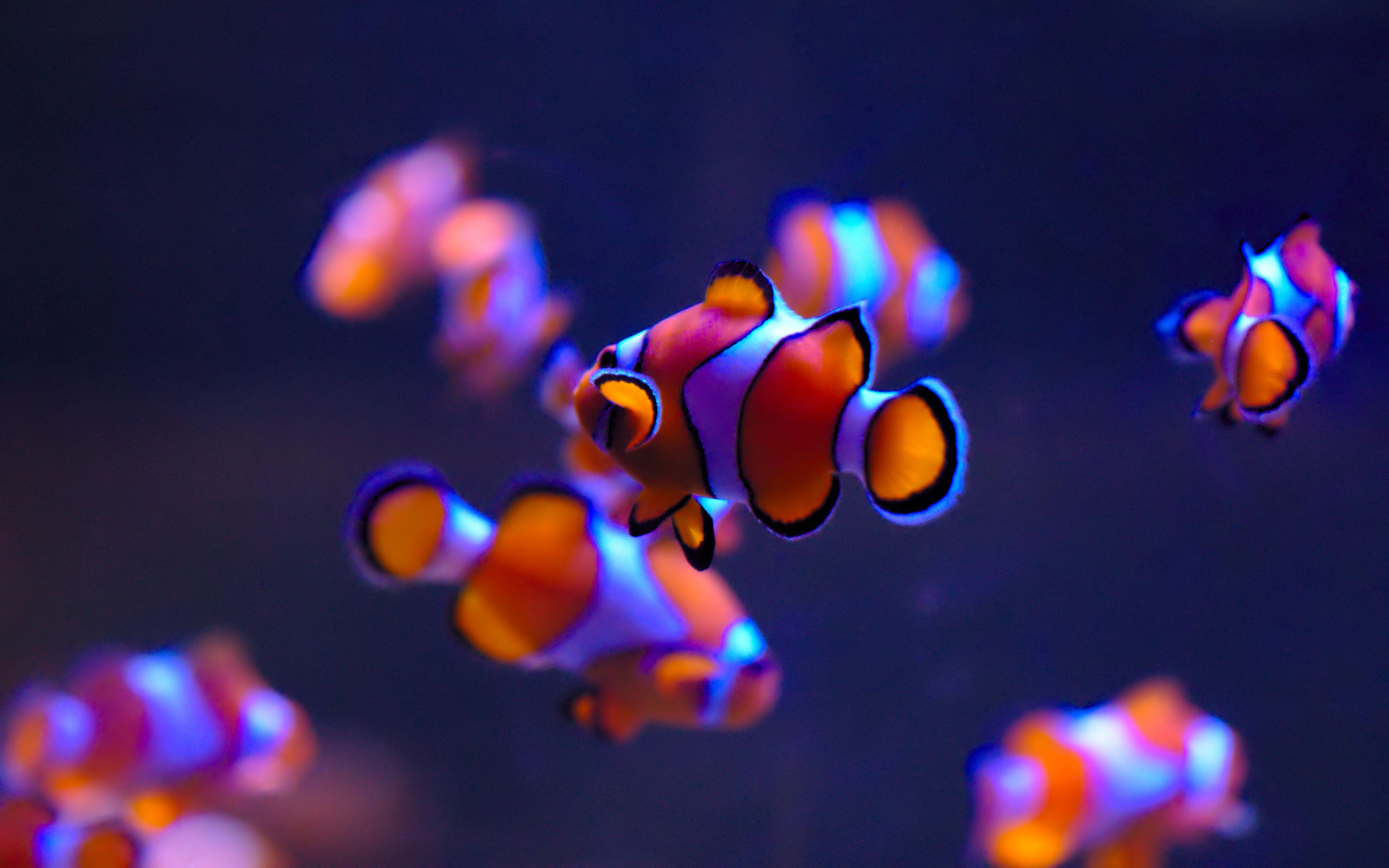 3840x2400 Wallpaper Clownfish, Sea Life Aquarium, Deep blue, Auckland, 4K