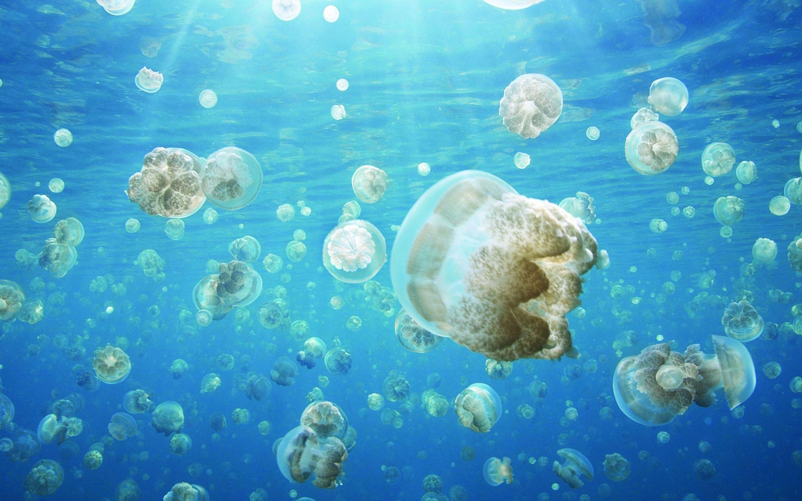 2560x1600 Hd Ocean Sea Life Wallpaper Ep2us95 Sea Window 10