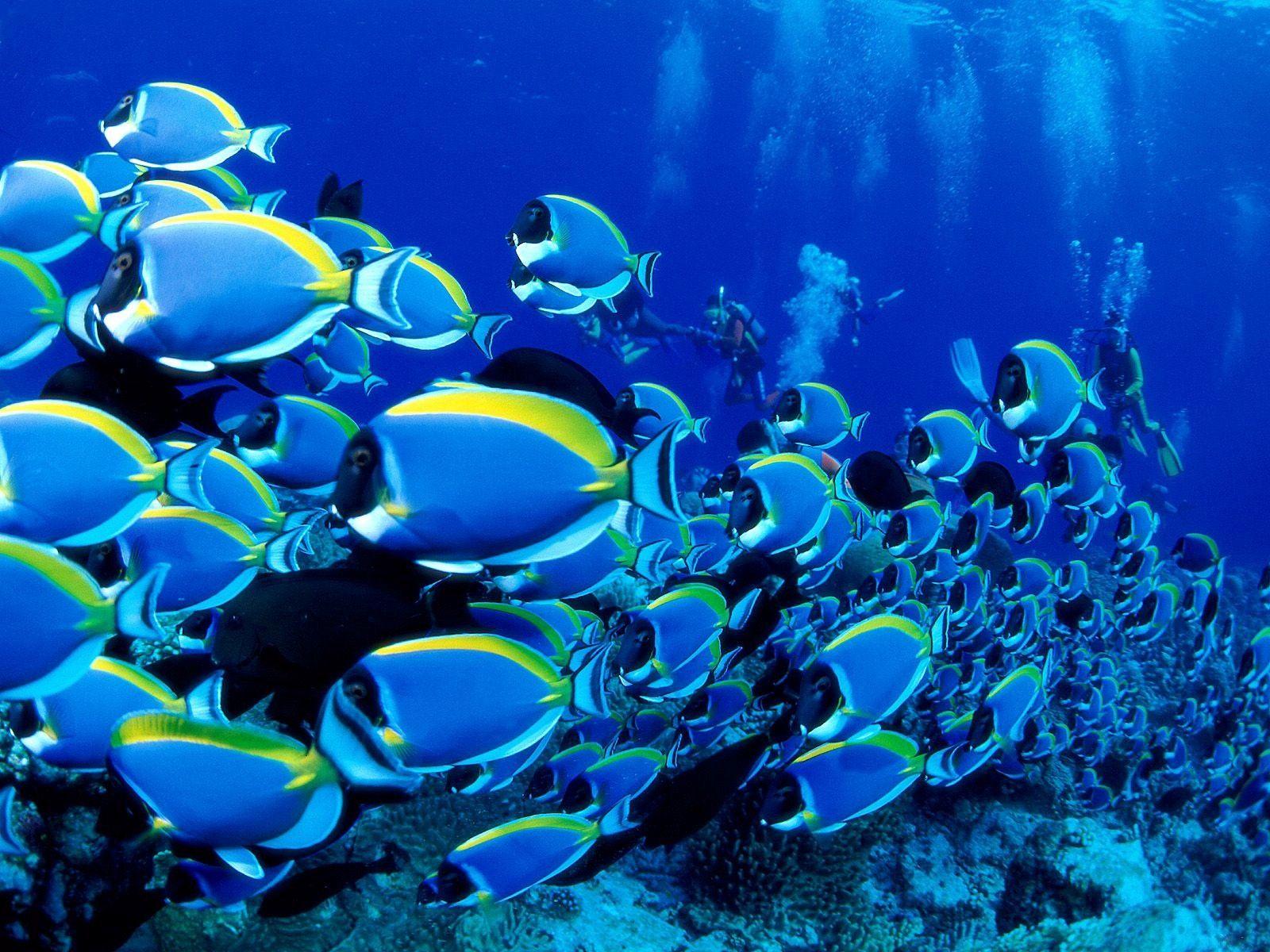 1600x1200 Sea Life Sydney Aquarium HD Wallpaper