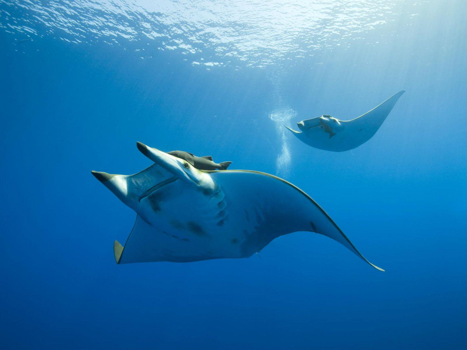 1600x1200 Sea Life HD Wallpaper