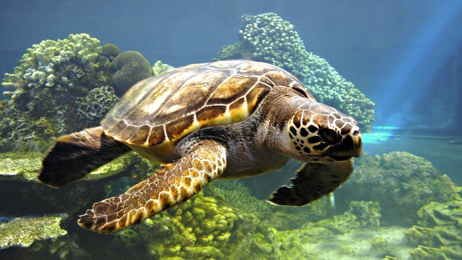 1600x900 Ocean Life Background