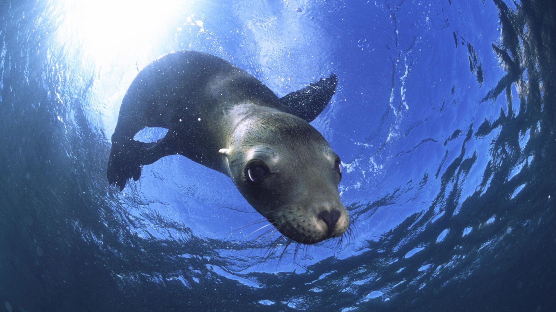 1920x1080 Sea Life HD Wallpaper