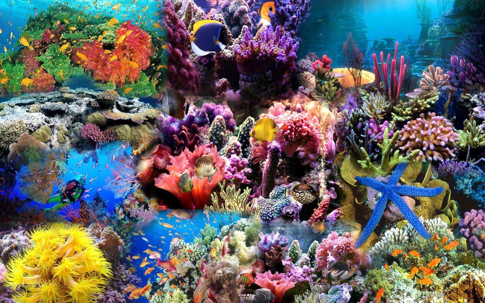 1600x1000 Sea Life Wallpaper For Desktop