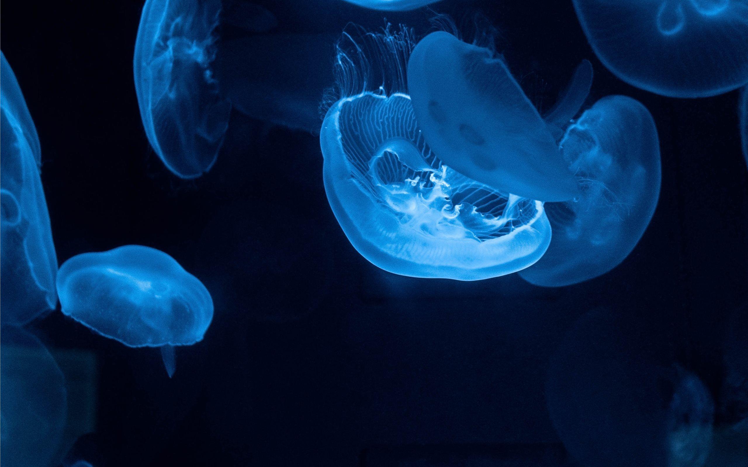 2560x1600 sea life iMac Wallpaper Download