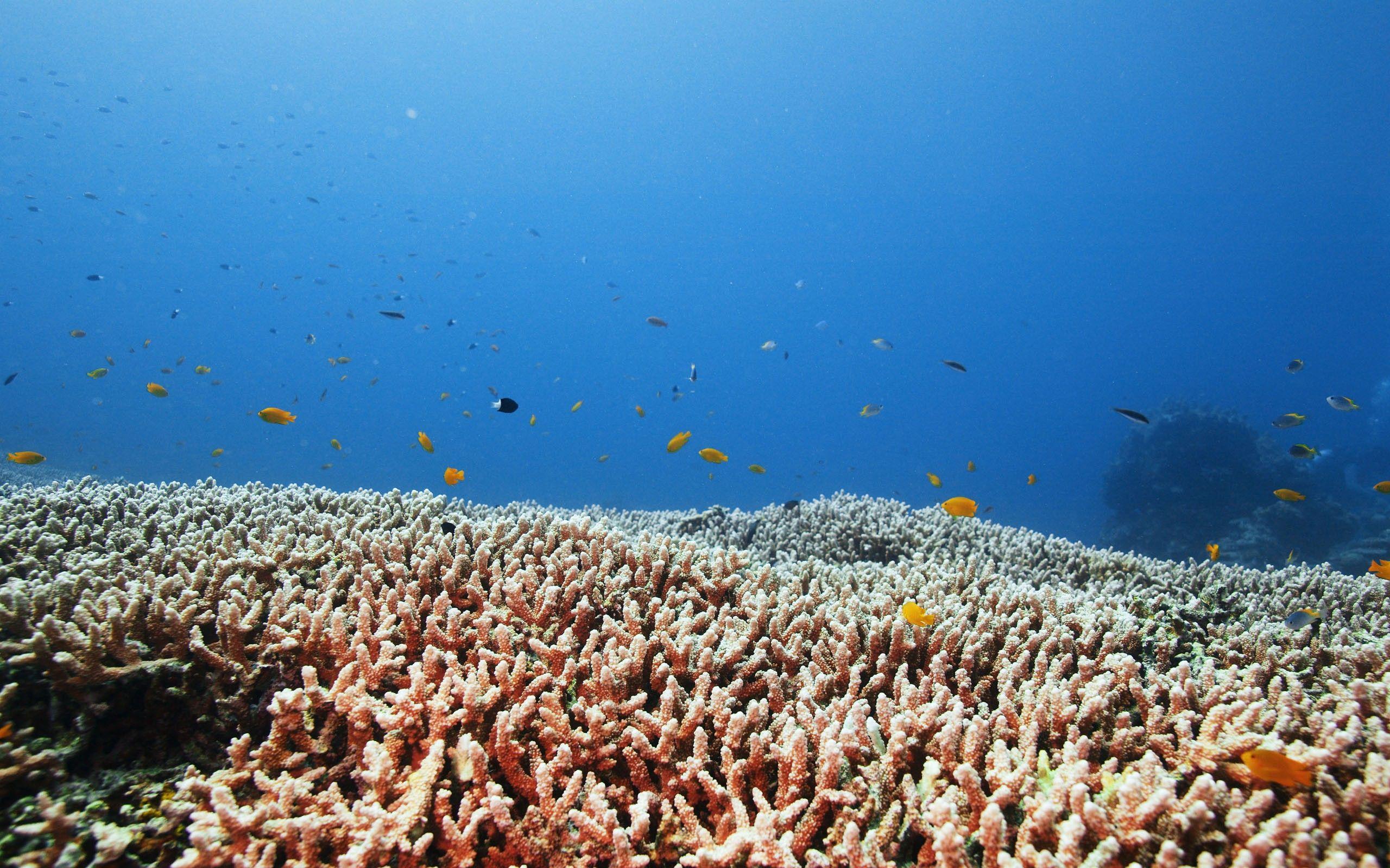 2560x1600 Sea Life wallpaper. Sea Life