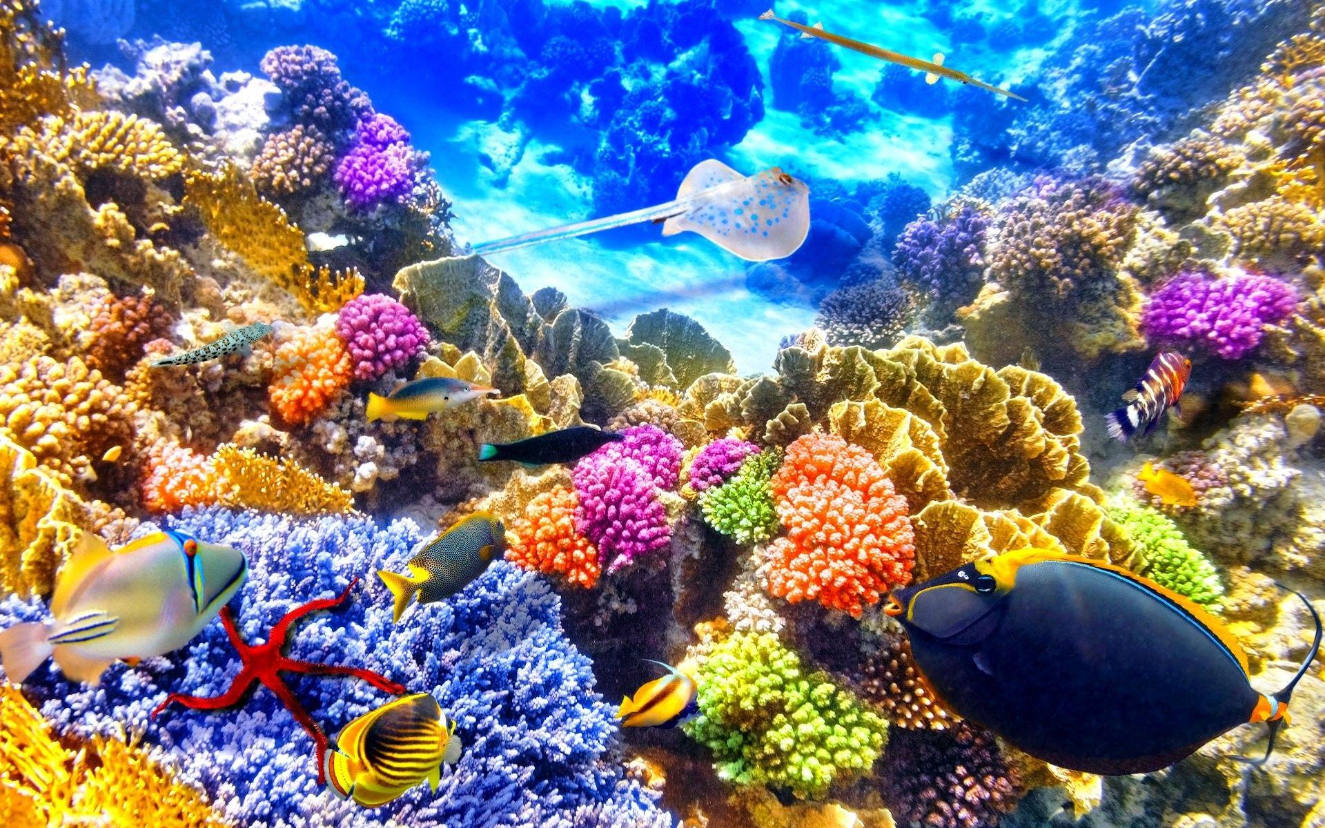 1920x1200 Ocean, Sealife, Animal Wallpaper, Samsung, Fishes, fish Nature