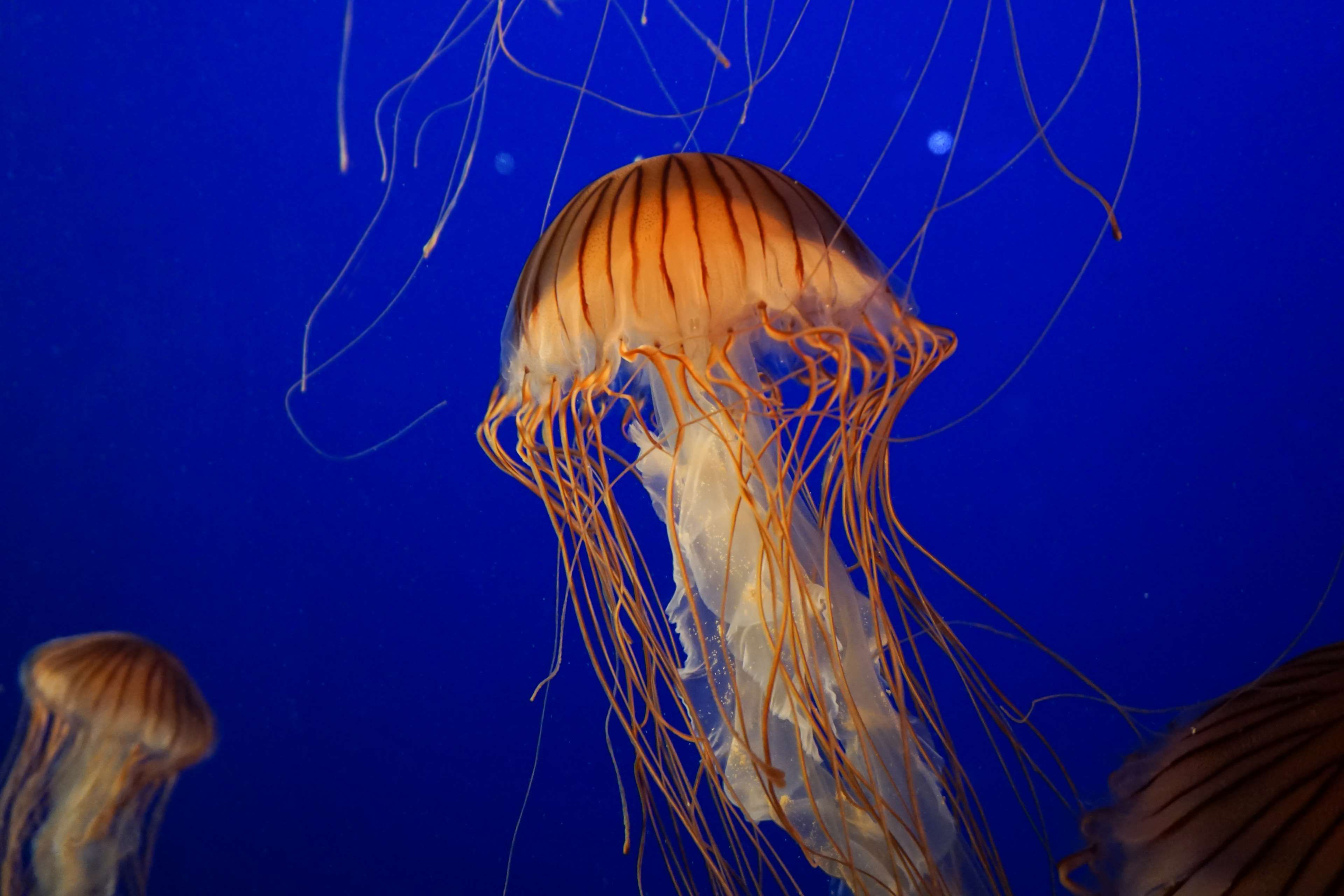 3840x2560 marine life wallpaper and background