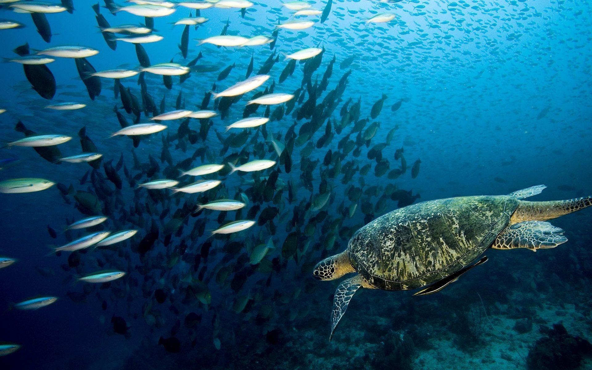 1920x1200 Marine Life Wallpaper