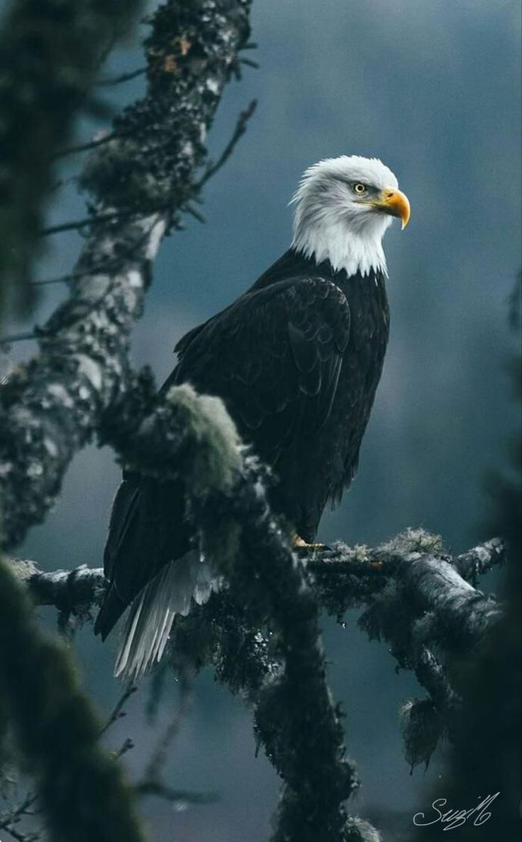 736x1187 The Mighty Eagles: A Collection of Stunning Picture of These Majestic Birds -Bird Wallpaper & Pics