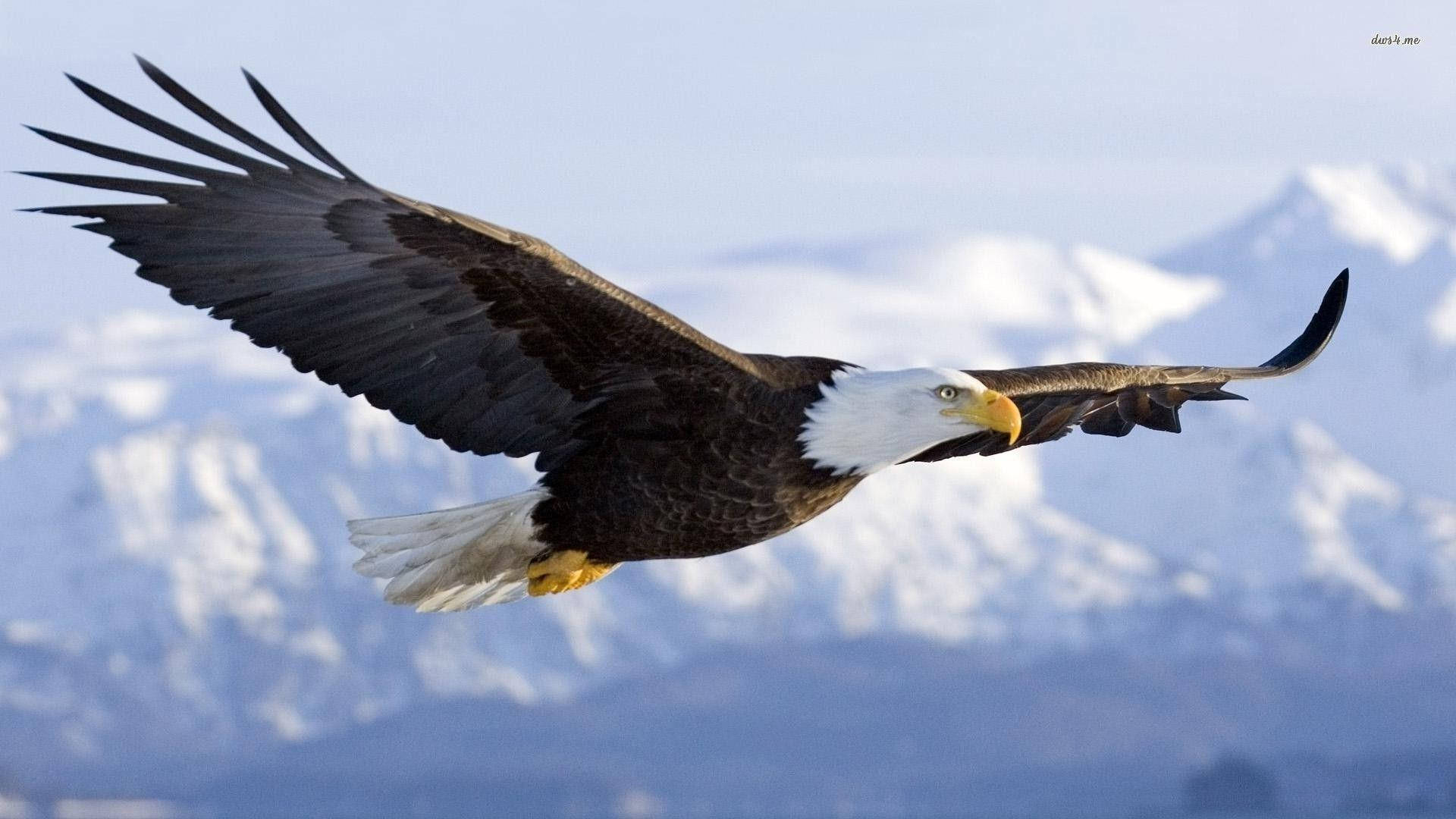 1920x1080 Download Flying Mighty Bald Eagle Wallpaper