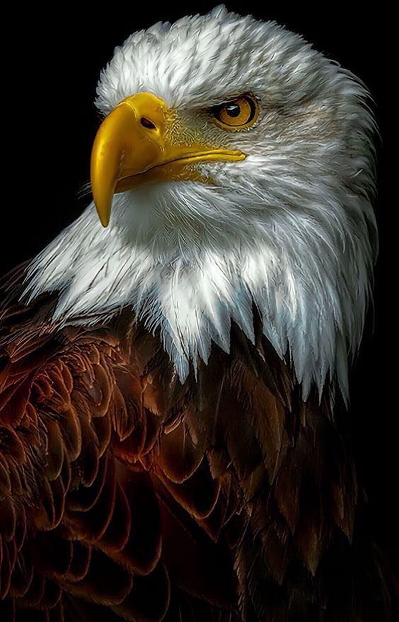 800x1247 HD eagle wallpaper