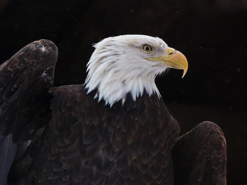 1024x768 The mighty Eagle. Taken, of course, at the Calgary Zoo