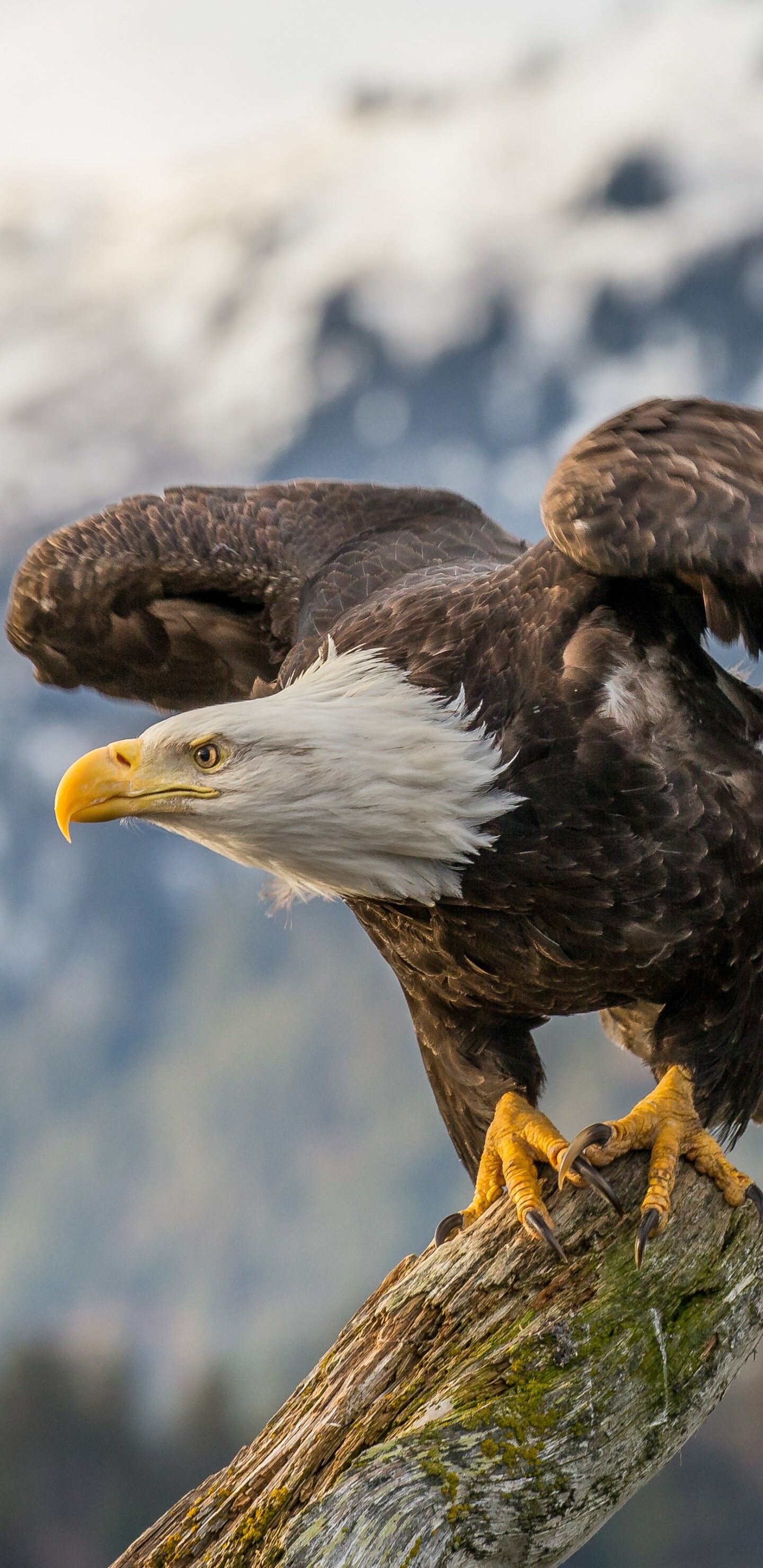 1440x2960 Eagle Wallpaper