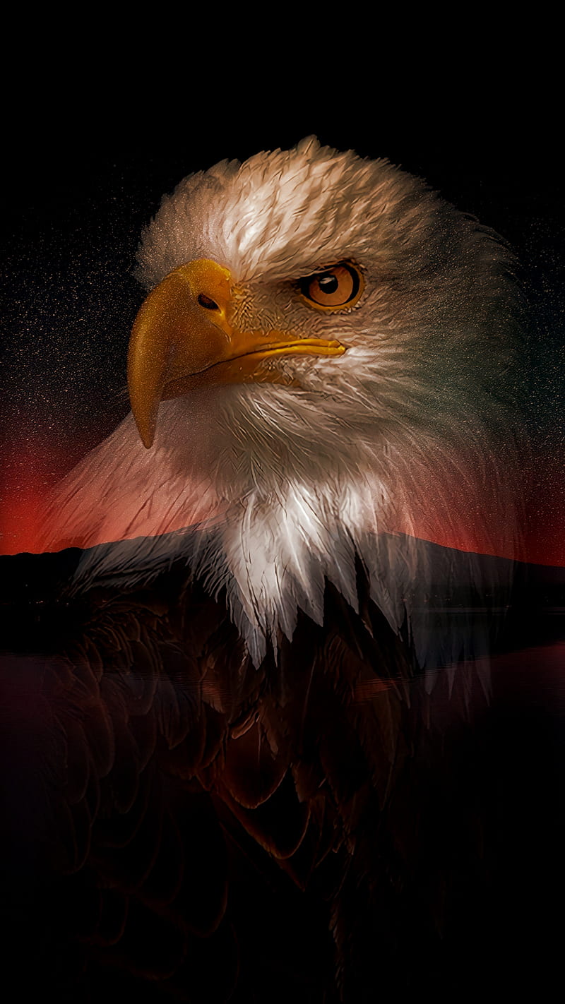 800x1422 Eagle, nature, HD phone wallpaper