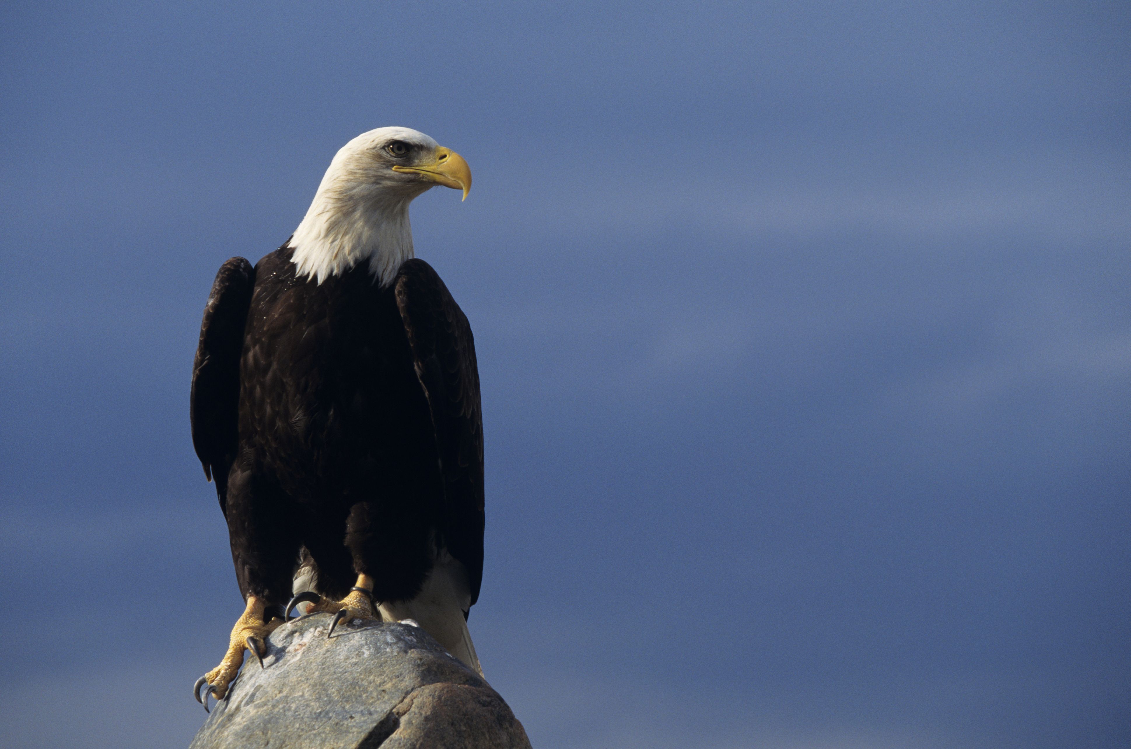 3878x2571 The Mighty and Majestic Eagle