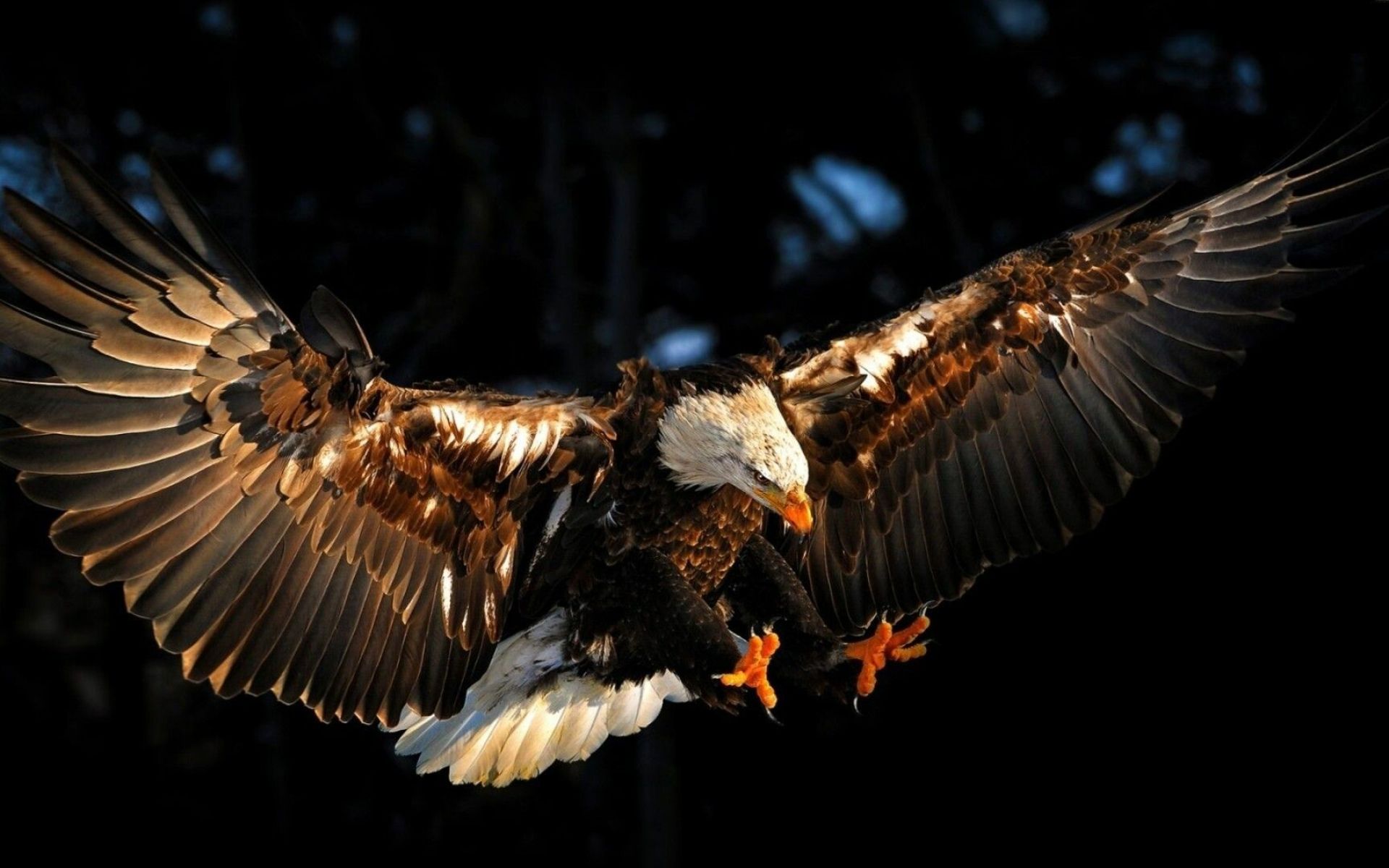 1920x1200 Eagle Wallpaper