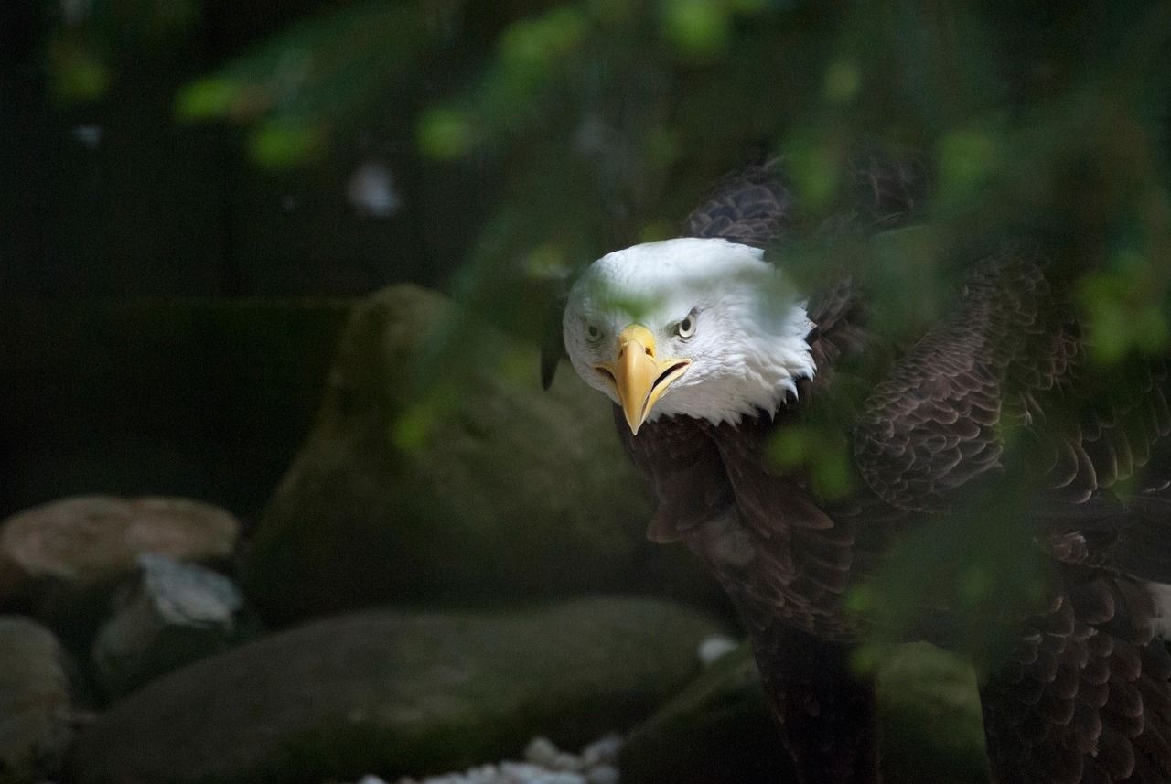 1280x857 Mighty Eagle & Eagle Image