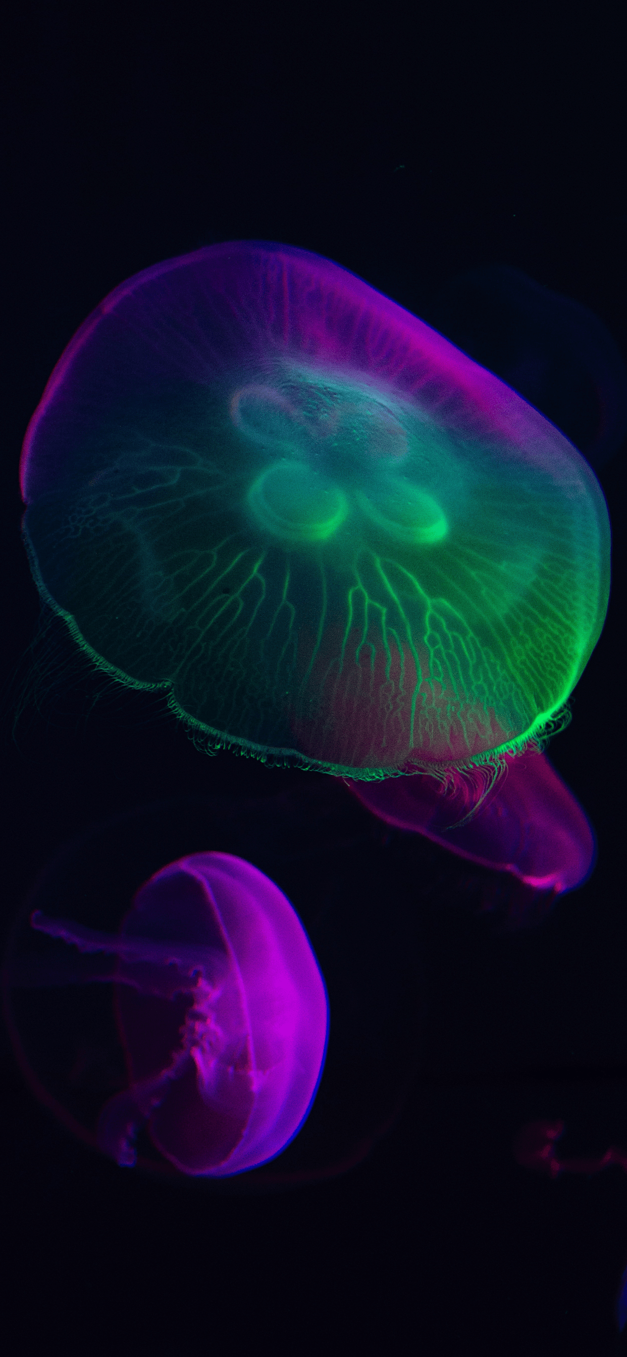1242x2688 Jellyfish Wallpaper for iPhone Pro Max, X, 6