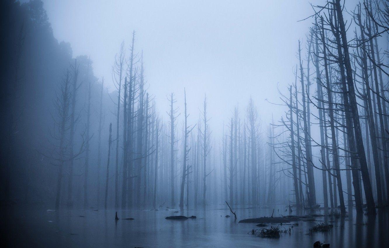 1332x850 Wallpaper forest, trees, fog, spill, flood image for desktop