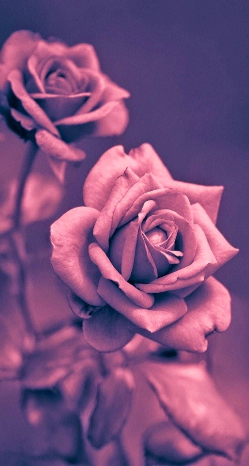 1028x1920 Download Mesmerizing Pink Rose on your iPhone Wallpaper