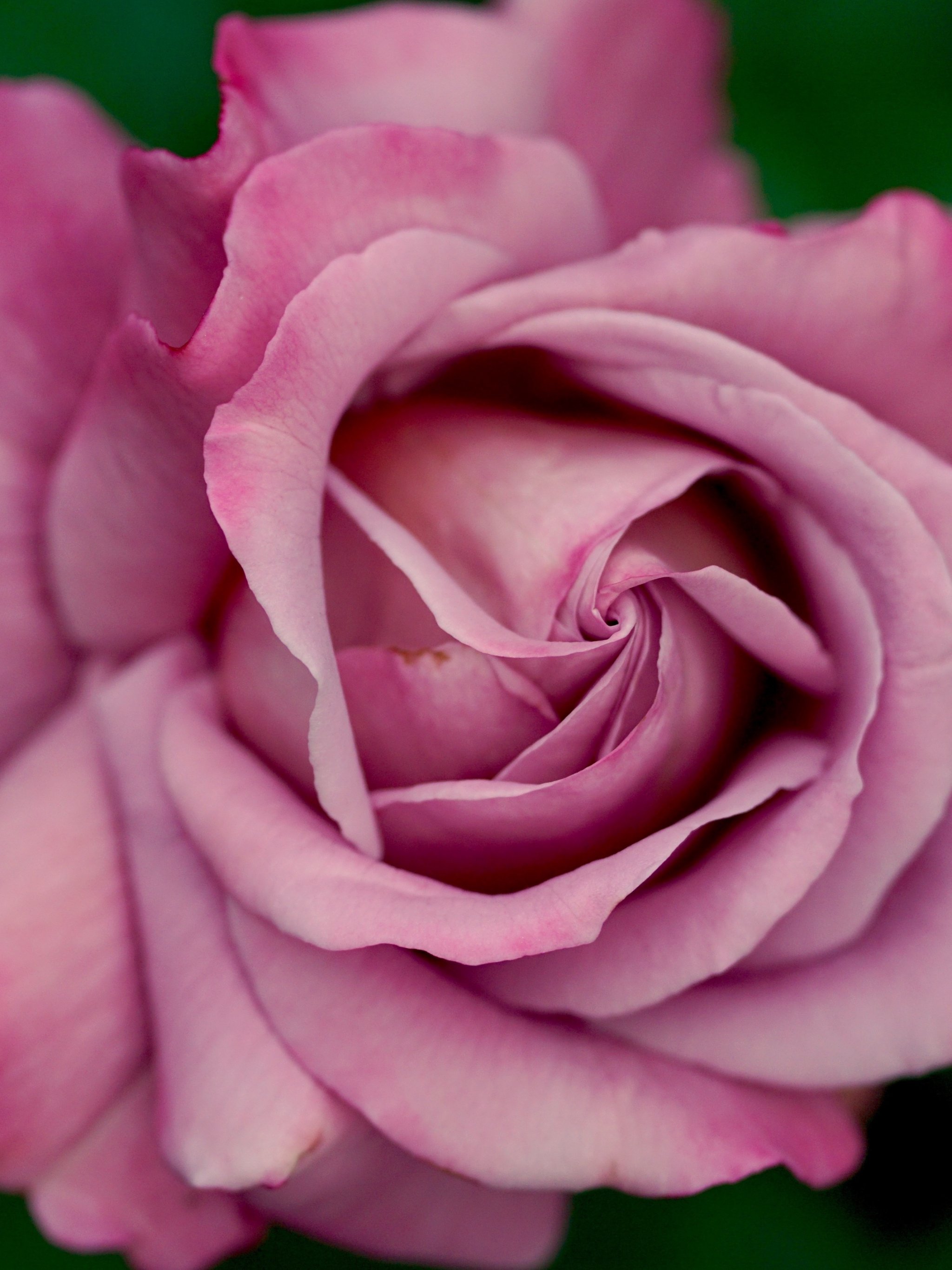 2048x2732 Dusty Pink Rose Wallpaper, Android & Desktop Background